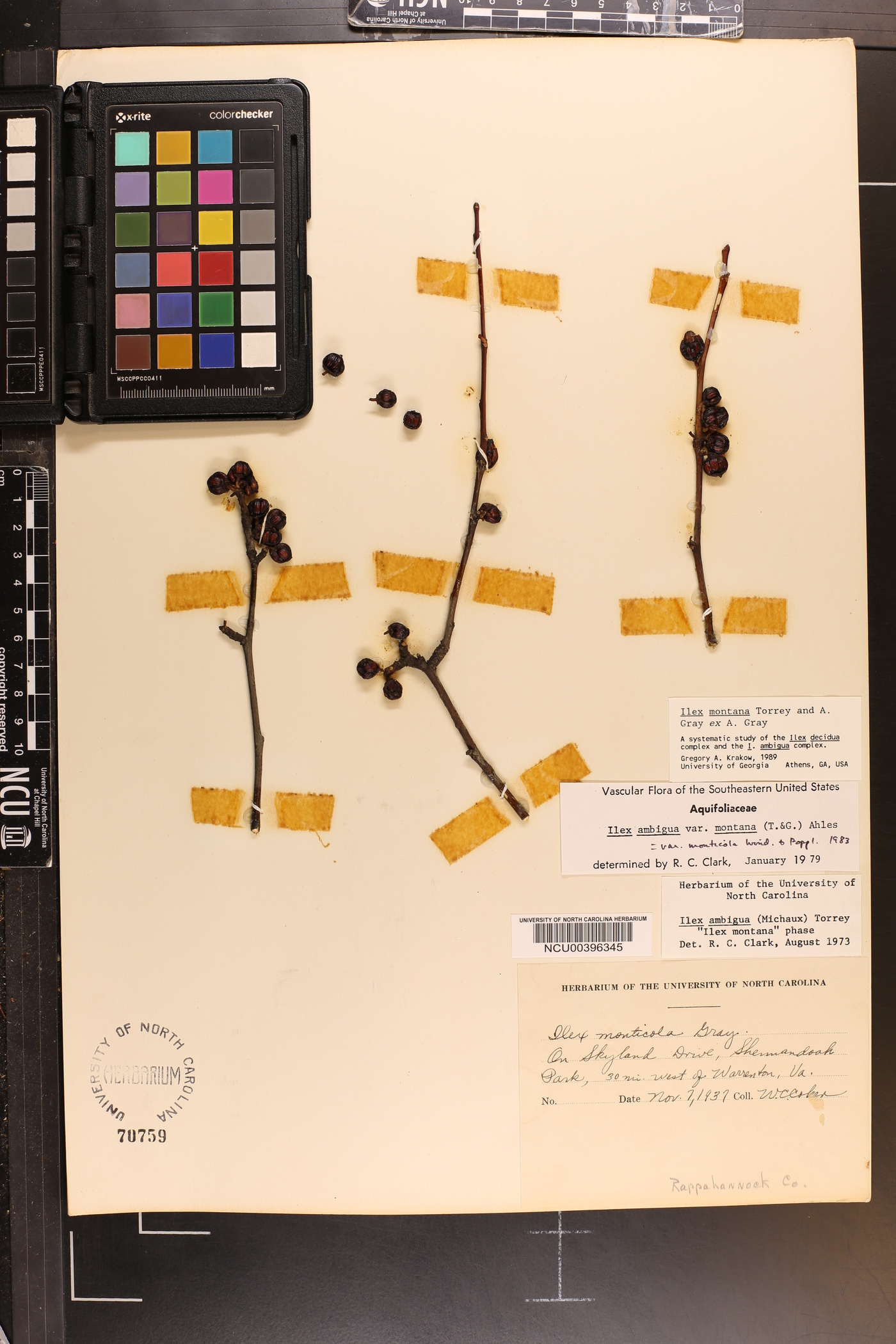 Ilex montana image