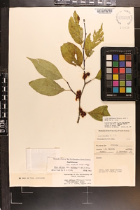 Ilex montana image