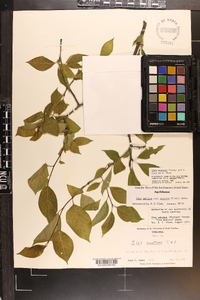 Ilex montana image