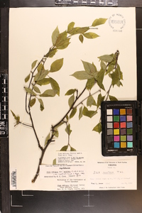 Ilex montana image