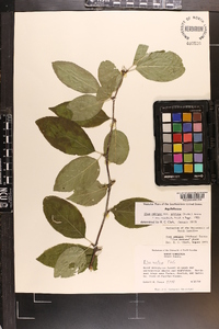 Ilex montana image