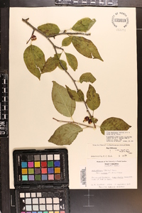 Ilex montana image