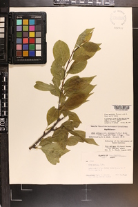 Ilex montana image