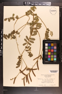 Tephrosia spicata image