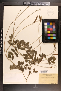 Tephrosia spicata image