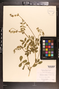 Tephrosia spicata image