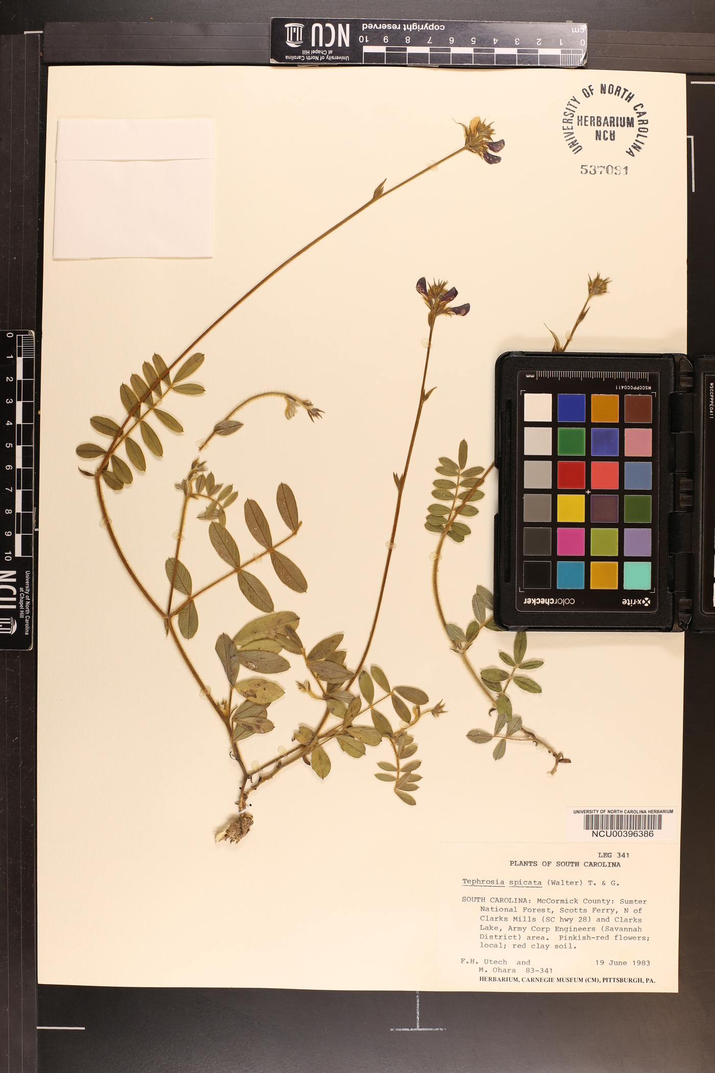 Tephrosia spicata image
