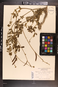 Tephrosia spicata image