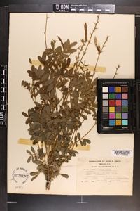 Tephrosia spicata image