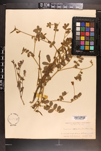 Tephrosia spicata image