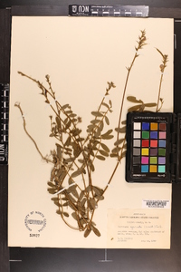 Tephrosia spicata image