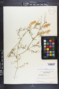 Vicia villosa subsp. varia image