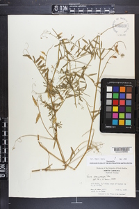 Vicia villosa subsp. varia image