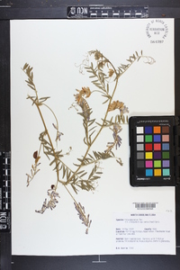 Vicia villosa subsp. varia image