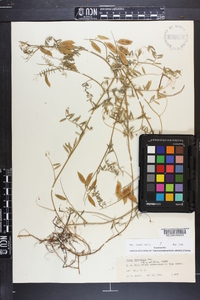 Vicia villosa subsp. varia image