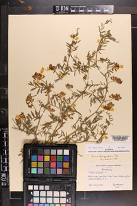 Vicia villosa subsp. varia image