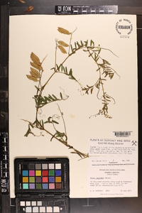 Vicia villosa subsp. varia image