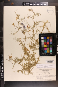 Vicia villosa subsp. varia image