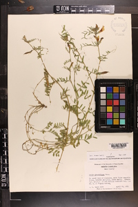 Vicia grandiflora image