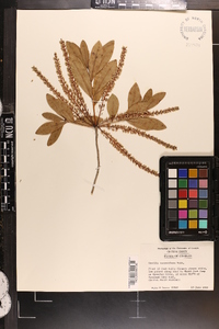 Cyrilla racemiflora image