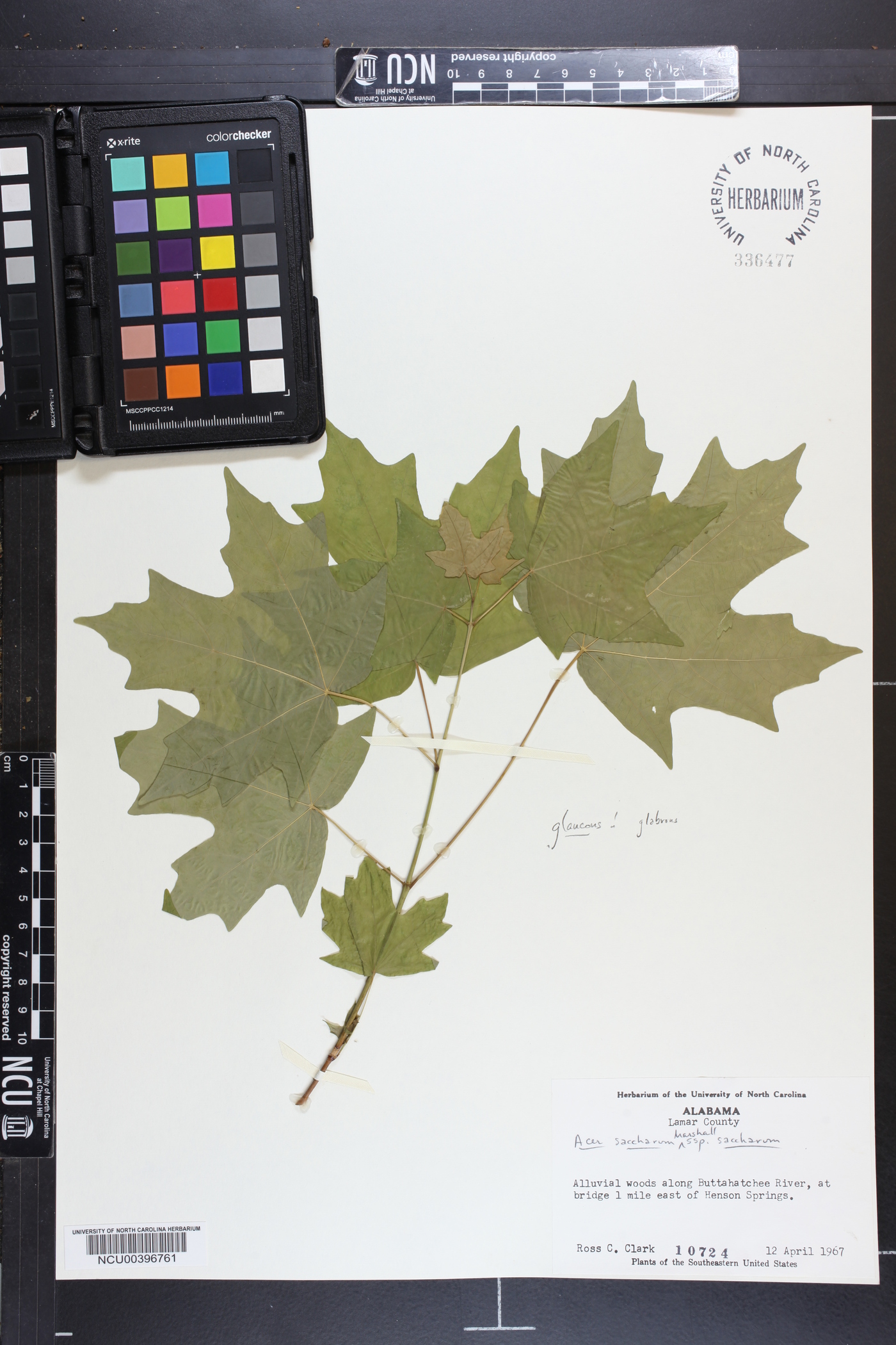 Acer saccharum subsp. saccharum image