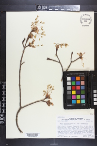 Acer saccharum subsp. saccharum image