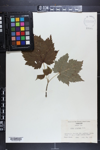 Acer spicatum image