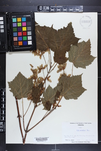 Acer spicatum image