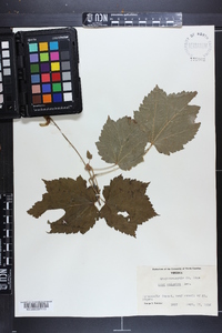 Acer spicatum image