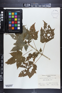 Acer spicatum image