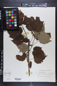 Acer spicatum image