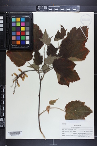 Acer spicatum image