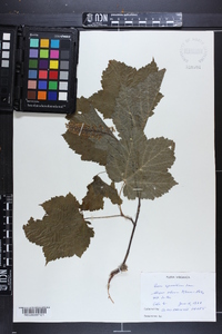 Acer spicatum image