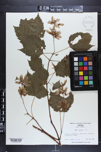 Acer spicatum image