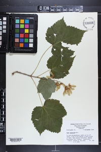 Acer spicatum image