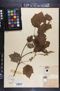 Acer spicatum image