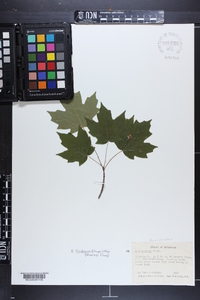 Acer barbatum image