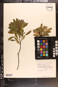 Dodonaea viscosa image