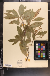 Exothea paniculata image