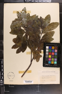 Exothea paniculata image