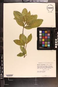 Exothea paniculata image