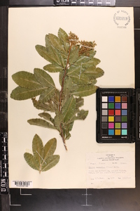 Exothea paniculata image