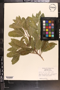 Exothea paniculata image