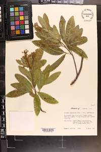 Exothea paniculata image