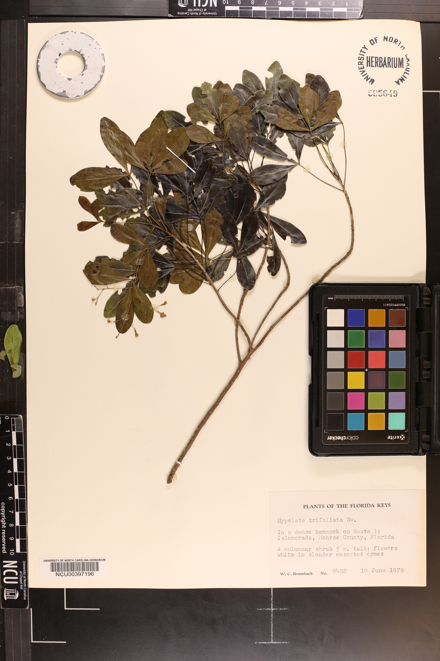 Hypelate trifoliata image