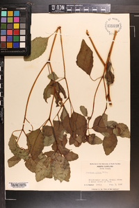 Impatiens biflora image