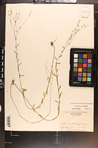 Linum intercursum image