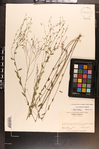 Linum intercursum image