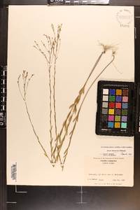 Linum intercursum image