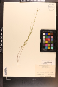 Linum intercursum image